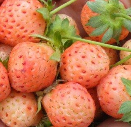 Spring Buy One Get One Sale